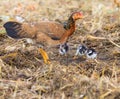 domestic livestock hen chicken feeding with baby chicken on field