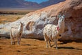 Domestic llamas grazing on the altiplano, Bolivia