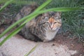 Domestic long-haired cat. Popular pet.