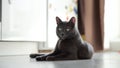 Domestic lordly gray cat with satisfied muzzle lies on the floor