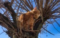 Domestic maine coon cat playing at home in the sun Royalty Free Stock Photo