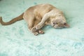 A domestic cat of Burmese breed, brown with yellow eyes, in the hands of the owner. She doesn\'t like having her