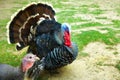 Domestic male turkey is a large fowl.It belongs to genus Meleagris and the same as the wild turkey.It is a popular form of poultry Royalty Free Stock Photo