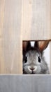 Domestic mammal adorable background fluffy pet rabbit white easter animal nature cute furry small Royalty Free Stock Photo