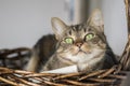 Domestic marble cat portrait, eye contact, cute kitty face, amazing lime eyes