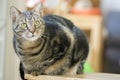 Domestic marble cat portrait, eye contact, cute kitty face, amazing lime eyes