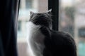 Domestic medium hair cat looking out the window at the raindrops, Relaxed domestic indoor cat at home.