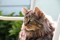 Domestic Medium Hair Cat with Mane in Summer Sun