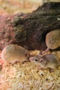 Domestic mice in terrarium under purple lamp to keep them warm