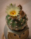 Domestic mini cactus in a clay pot with a large white flower and shaggy buds, Rome, Italy