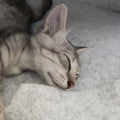 Domestic Mix Kitten Gray Sleeping