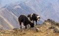 Domestic Moroccan goats in Atlas mountain in Toubkal national park, Morocco