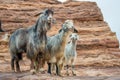 Domestic goats in Petra Jordan Royalty Free Stock Photo