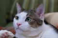 a domestic multi-colored cat with beautiful big green eyes lies in the room and looks attentively to the side. Royalty Free Stock Photo