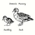 Domestic Muscovy duck Cairina moschata and duckling standing side view. Ink black and white doodle drawing Royalty Free Stock Photo