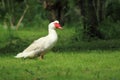 Domestic muscovy duck Royalty Free Stock Photo