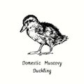 Domestic Muscovy duckling Cairina moschata standing side view. Ink black and white doodle drawing in woodcut outline style.