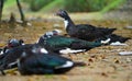 Domestic muscovy ducks are sitting in group and focusing one standing duck .Red face Muscovy ducks.White, black and red Muscovy