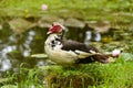 Domestic Muscovy feathered duck