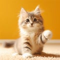 Domestic naughty cat on orange background with space for copy