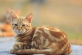 Domestic orange fur cat relaxing in park with beautiful morning Royalty Free Stock Photo