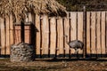 Domestic ostrich walking along the sand against wooden fence, Rural landscape, Home bird is walking, ostrich farm, farmyard with