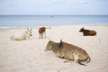 Domestic oxes on the beach, Uppuveli, Sri Lanka Royalty Free Stock Photo