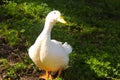 Domestic Pekin Duck