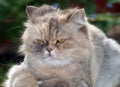 Domestic Persian cat Royalty Free Stock Photo