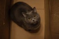 Domestic pet British cat looking at camera from box frame with his yellow eyes rustic home indoor environment animal shelter