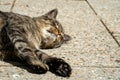 Relaxed cat layed down and enjoyed the sun