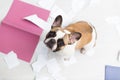 A domestic pet has taken on a home. Torn documents on white floor. Pet care abstract photo. Small guilty dog with funny face. Royalty Free Stock Photo