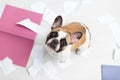 A domestic pet has taken on a home. Torn documents on white floor. Pet care abstract photo. Small guilty dog with funny face. Royalty Free Stock Photo