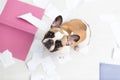 A domestic pet has taken on a home. Torn documents on white floor. Pet care abstract photo. Small guilty dog with funny face. Royalty Free Stock Photo