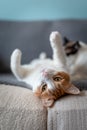 White and brown cat with yellow eyes lying on the sofa, stretches the paws . close up. Royalty Free Stock Photo