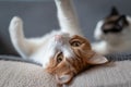 White and brown cat with yellow eyes lying on the sofa, stretches the paws . close up. Royalty Free Stock Photo