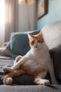 White and brown cat with yellow eyes sitting on the sofa with a funny posture, looks at the camera 2 Royalty Free Stock Photo