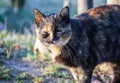 Domestic pet cat in sunlight in spring park. Royalty Free Stock Photo