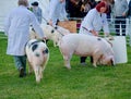 Gloucester Old Spot pigs at agricultural show. Royalty Free Stock Photo