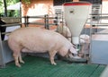 Domestic pig eating from self feeder Royalty Free Stock Photo