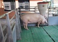 Domestic pig eating from self feeder Royalty Free Stock Photo