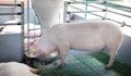 Domestic pig eating from self feeder Royalty Free Stock Photo