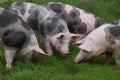 Domestic pig household on rural animal farm Royalty Free Stock Photo
