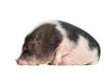 Domestic Pig, 6 months old, lying in front of white background