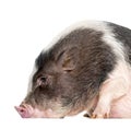 Domestic Pig, 6 months old, lying in front of white background