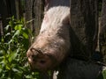 The domestic pig pushes its muddy snout through the wooden fence of pig pen in rural area Royalty Free Stock Photo