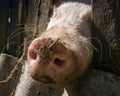 The domestic pig pushes its muddy snout through the wooden fence of pig pen in rural area Royalty Free Stock Photo