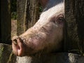 The domestic pig pushes its muddy snout through the wooden fence of pig pen in rural area Royalty Free Stock Photo