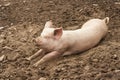 Domestic pig resting in mud Royalty Free Stock Photo