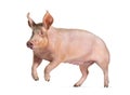 Domestic pig running and jumping, isolated on white Royalty Free Stock Photo